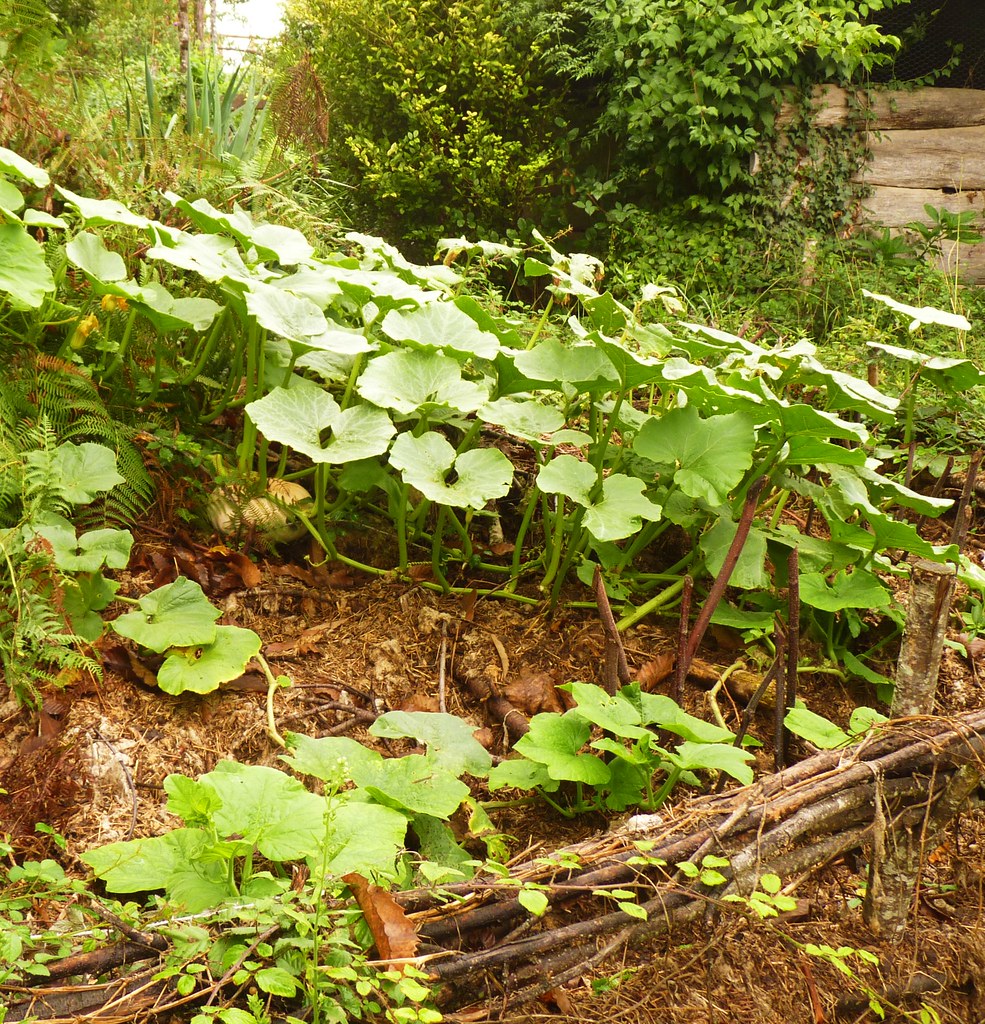 Hügelbeet anlegen bepflanzen einfach Anleitung Blumen Gartentrends Sommer