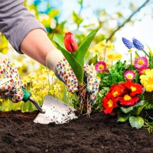 Hügelbeet anlegen einfach Anleitung Blumen bepflanzen Tulpen Sommer