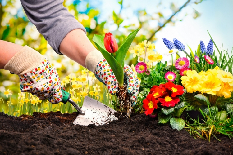 Hügelbeet anlegen einfach Anleitung Blumen bepflanzen Tulpen Sommer