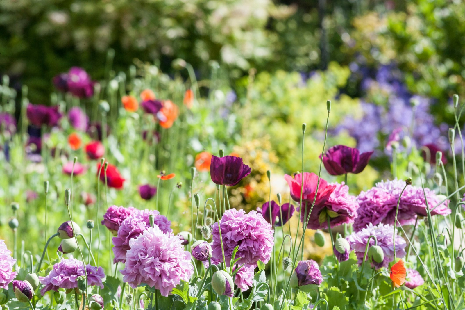 Hügelbeet anlegen welche Blumen bepflanzen Sommer Garten gestalten