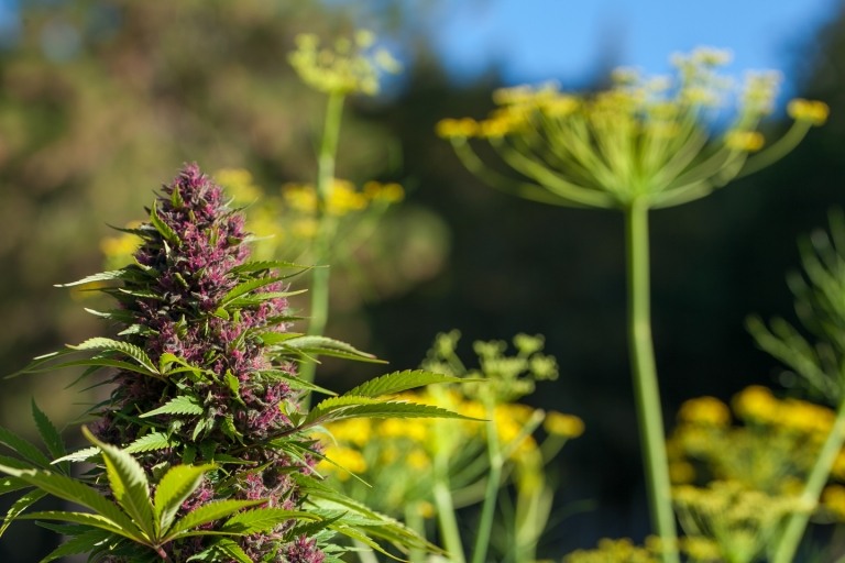 Hügelbeet anlegen welche Pflanzen Blumen bepflanzen Gartentrends 2019