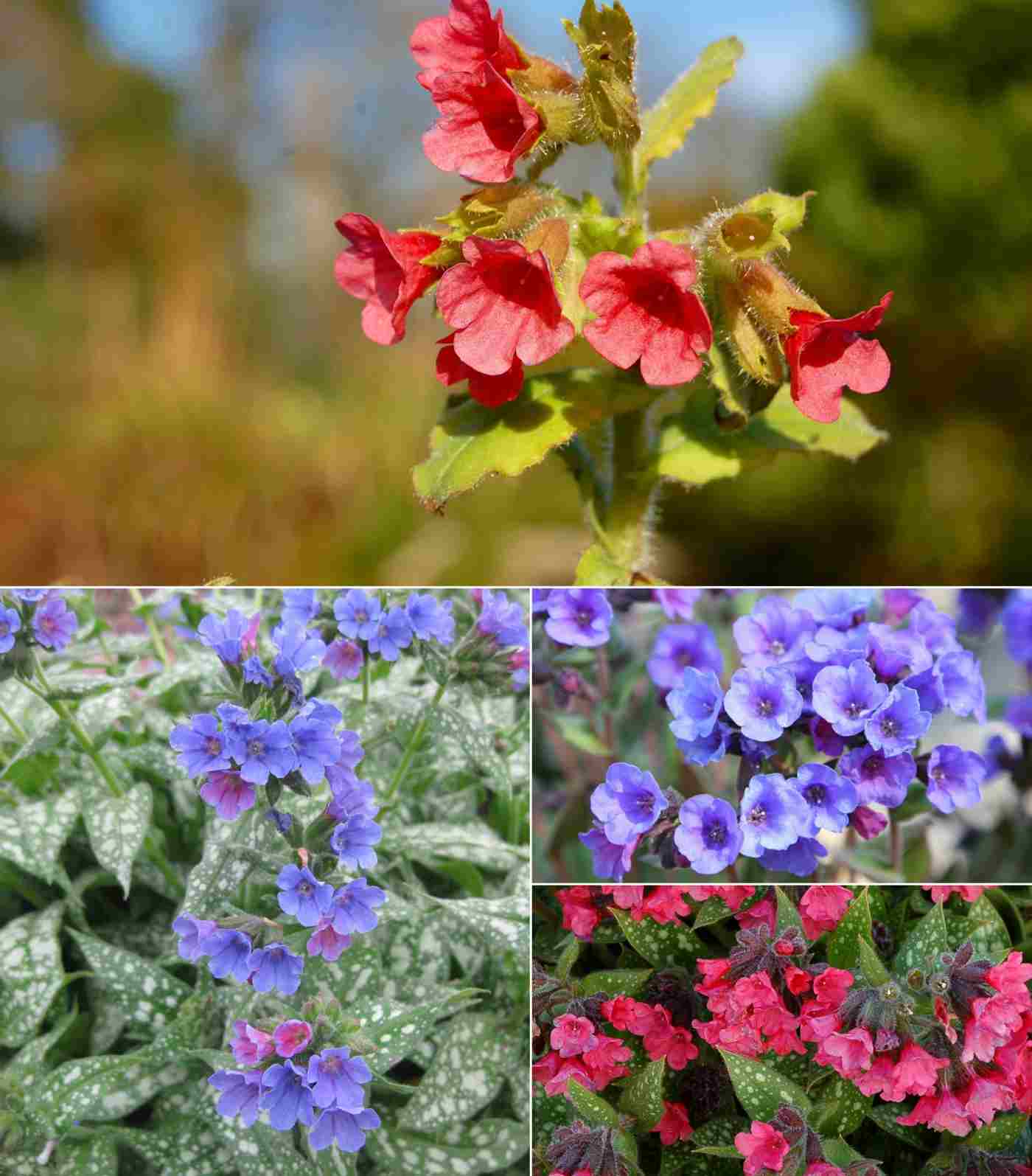 Lungenkraut (Pulmonaria) gibt es mit verschiedenen Blütenfarben
