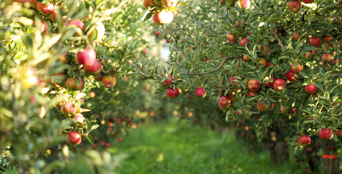 Obstbäume für den Garten Ideen &amp; Pflegetipps für kleine