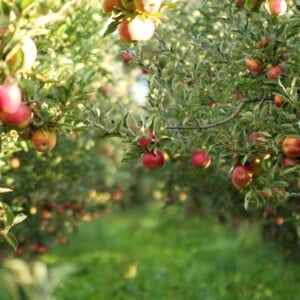 Obstbäume für den Garten wählen mit dem Apfelbaum als Klassiker.