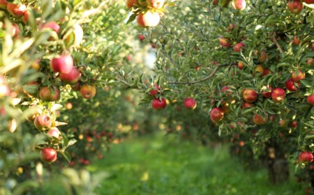 Obstbäume für den Garten wählen mit dem Apfelbaum als Klassiker.