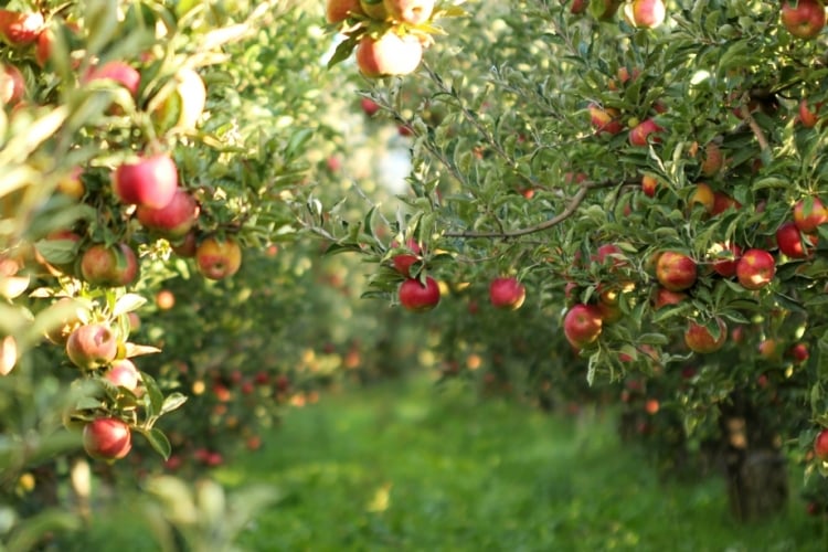 Obstbäume für den Garten wählen mit dem Apfelbaum als Klassiker.