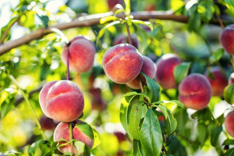 Pfirsiche pflanzen und pflegen - Ein Obstbaum für den Hobbygärtner und Anfänger