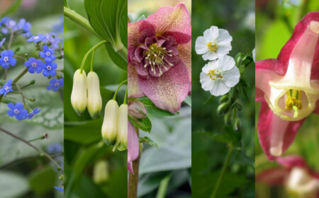 Staudenbeet Pflanzplan