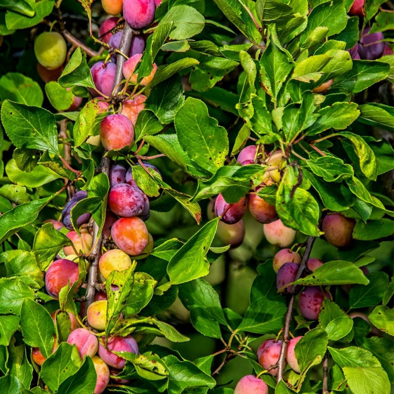 Obstbäume für den Garten Ideen &amp; Pflegetipps für kleine