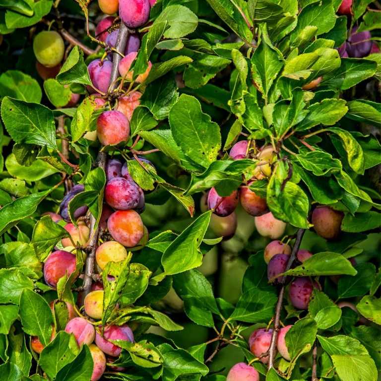 Pflaumen, Pfirsiche, Äpfel und Birnen sind pflegeleichte Obstbäume für den Garten