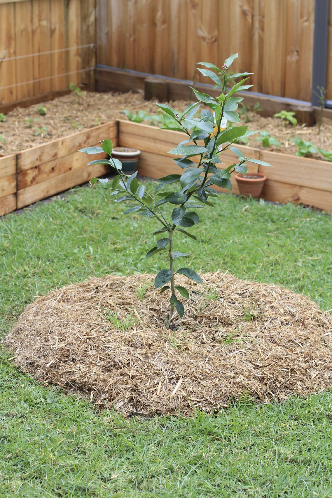 Obstbäume für den Garten Ideen &amp; Pflegetipps für kleine