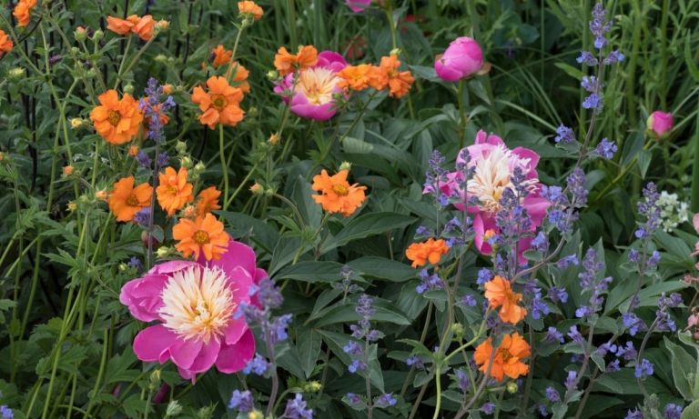 Schöne Blumen in Bonbon-Farben schaffen eine romantische Atmosphäre und den Look einer Wiese
