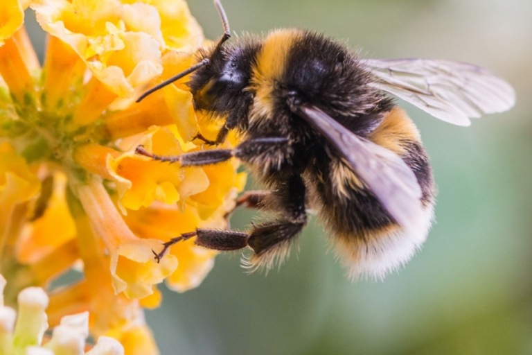 Tag der Umwelt Bienen Garten anlocken Tipps