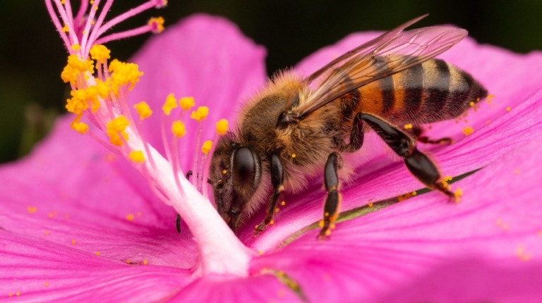 Tag der Umwelt Bienen sch ützen Tipps Hobby Gärtner