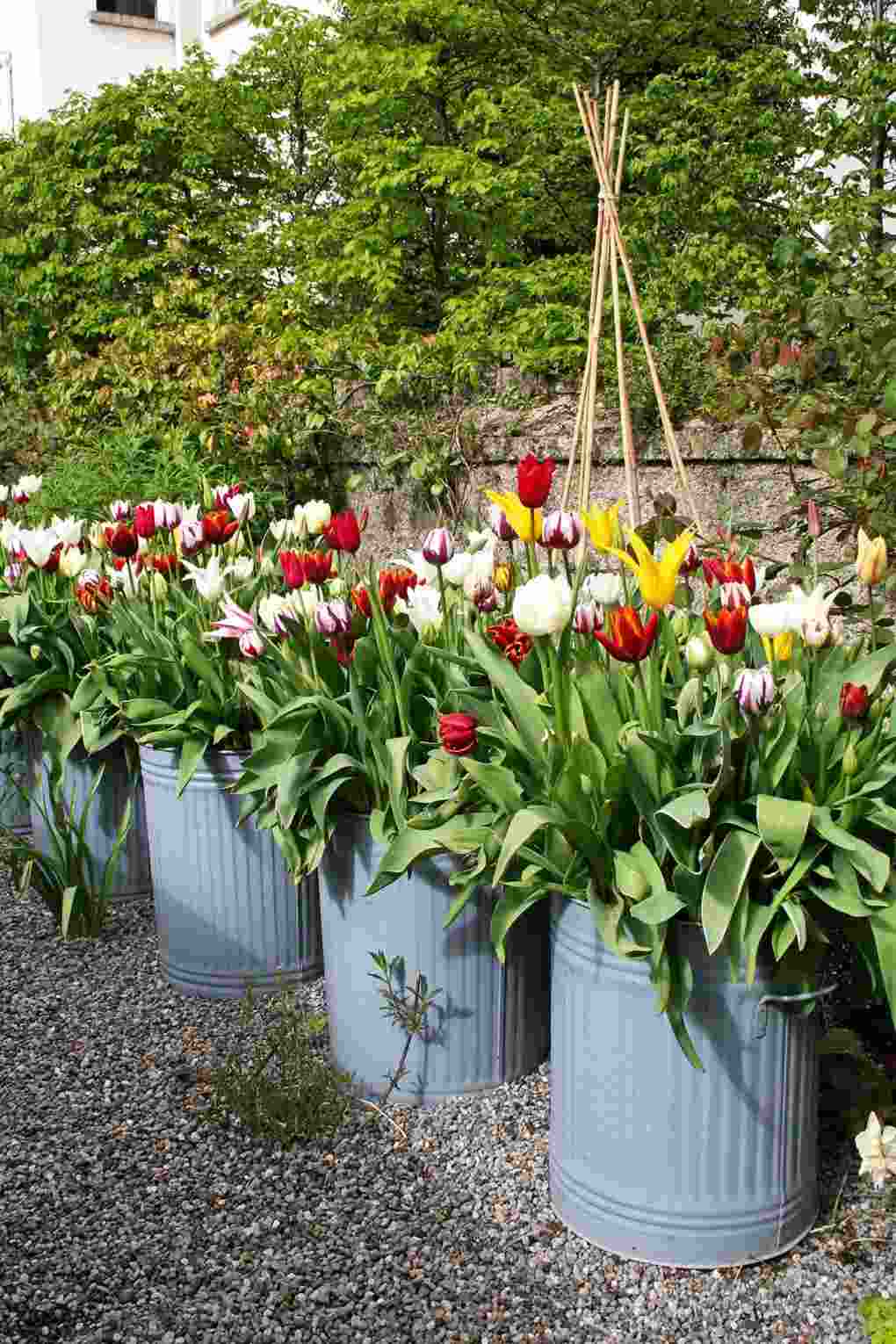 Tulpen in Eimer pflanzen und vor eine Mauer stellen