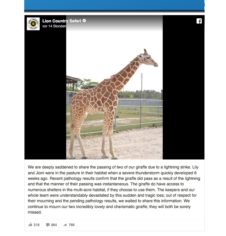 US-Safaripark beklagt Tod zweier Giraffen durch Blitzschlag