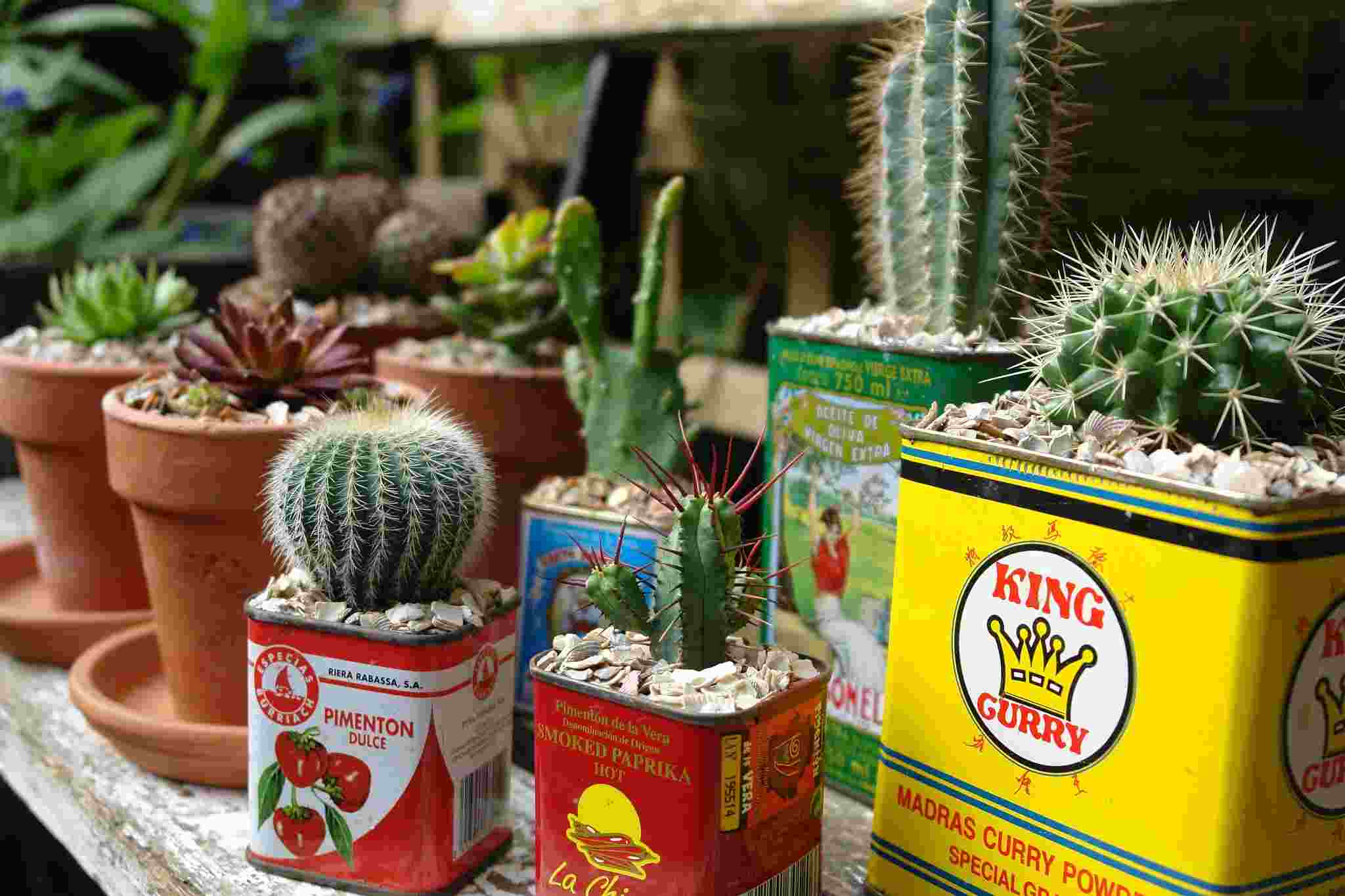 Upcycling Ideen Garten Dosen Pflanzenhalter Kaktus Sukkulente anrichten Anleitung