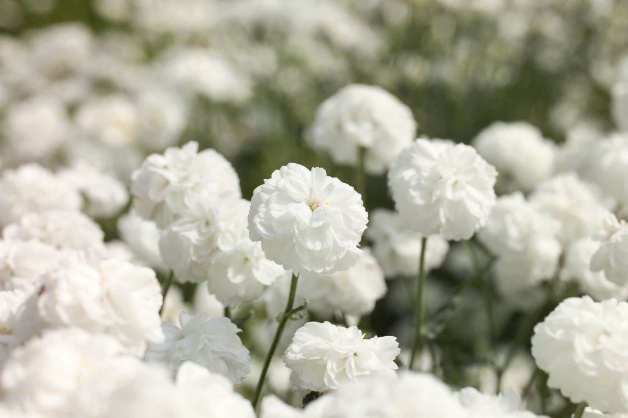 Weiße Betramsgarbe (Achillea ptarmica) mit gefüllten Blüten erinnert an Schneebälle
