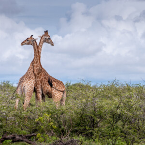Zwei Giraffen sind in einem Safaripark im US-Staat Florida durch einen Blitz erschlagen worden