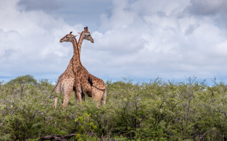 Zwei Giraffen sind in einem Safaripark im US-Staat Florida durch einen Blitz erschlagen worden