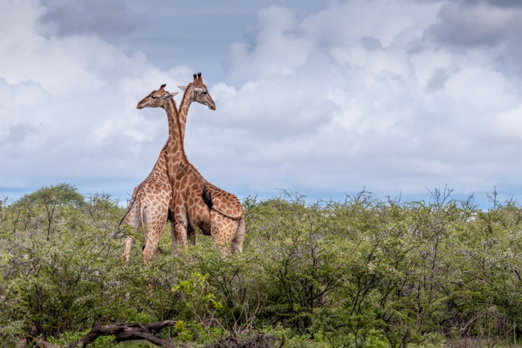 Zwei Giraffen sind in einem Safaripark im US-Staat Florida durch einen Blitz erschlagen worden