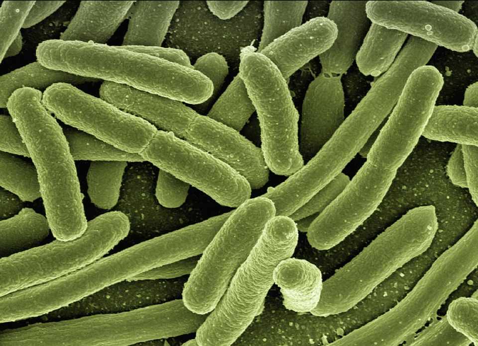 antigene in form von coli bakterien mit grüner farbe und schwäches immunsystem