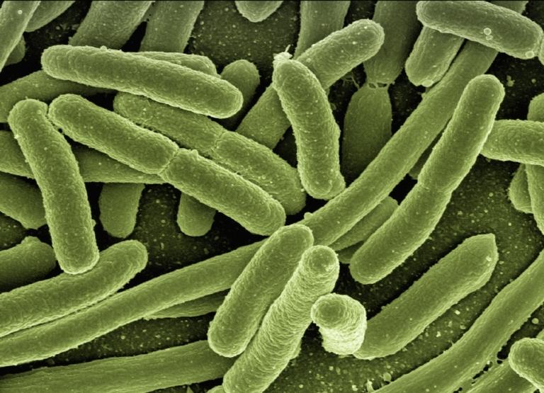 antigene in form von koli bakterien mit grüner farbe und schwäches immunsystem stärken