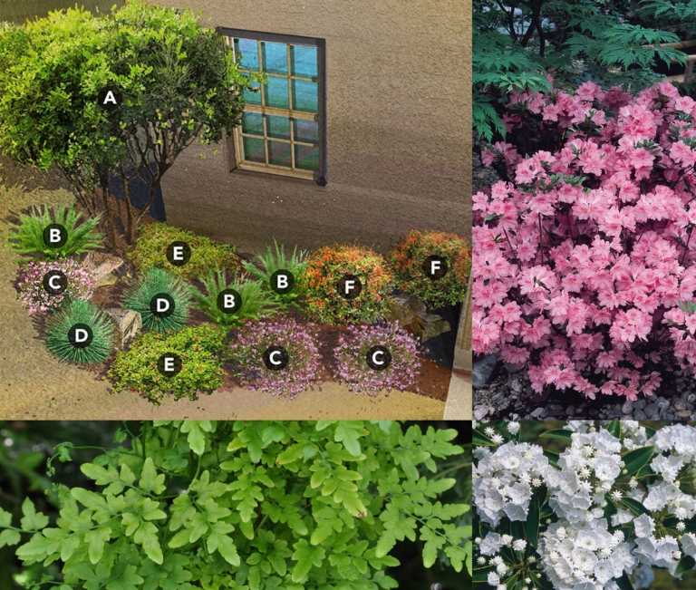 japanischer Garten Pflanzplan Wüste trocken Pflanzen wählen Steingarten