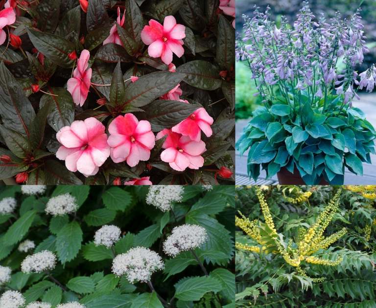 japanischer Garten Pflanzplan südliche Teile Blumen Stauden kombinieren