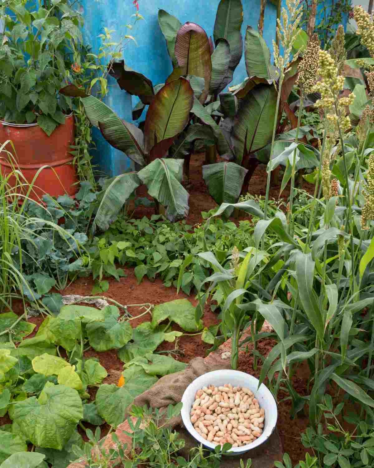Ökologisches und umweltfreundliches System für den Anbau von Gemüse