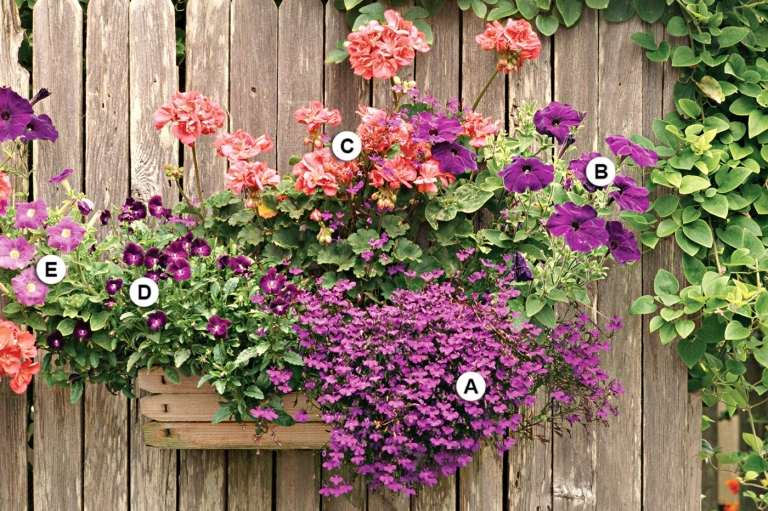 Balkon bepflanzen mit Geranien, Männertreu, Petunien und Stiefmütterchen in Rosa und Violett