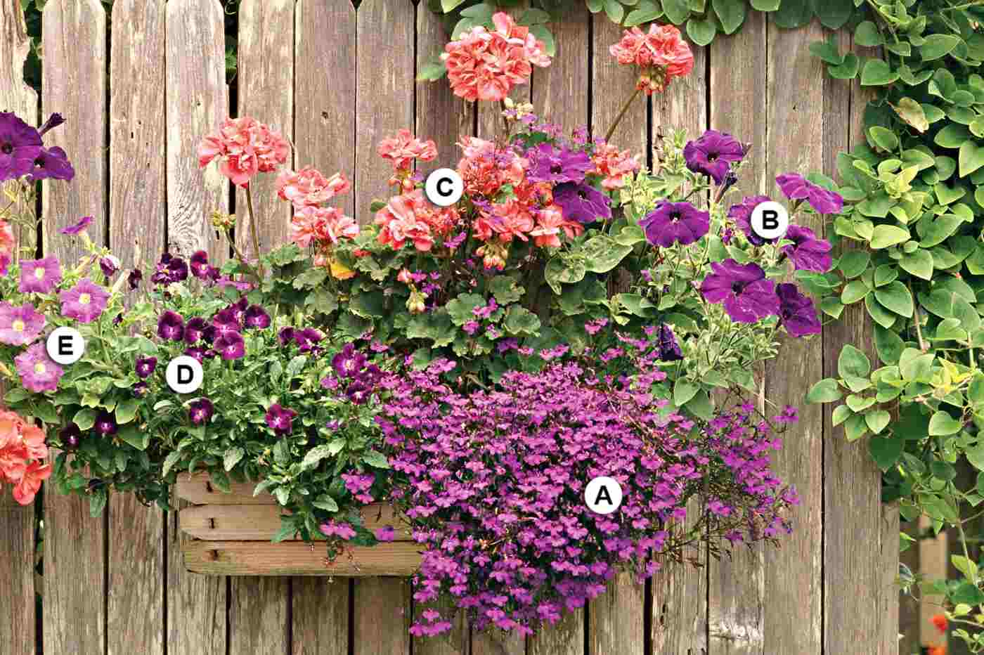 Balcony tiled with geraniums, mens rope, petunia and stepmother in pink and violet