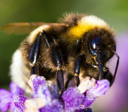 Balkonpflanzen für Bienen, Schmetterlinge und andere Insekten tun den Insekten gut
