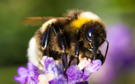 Balkonpflanzen für Bienen, Schmetterlinge und andere Insekten tun den Insekten gut