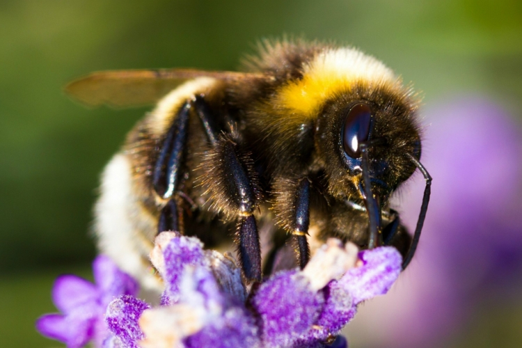 Balkonpflanzen für Bienen, Schmetterlinge und andere Insekten tun den Insekten gut