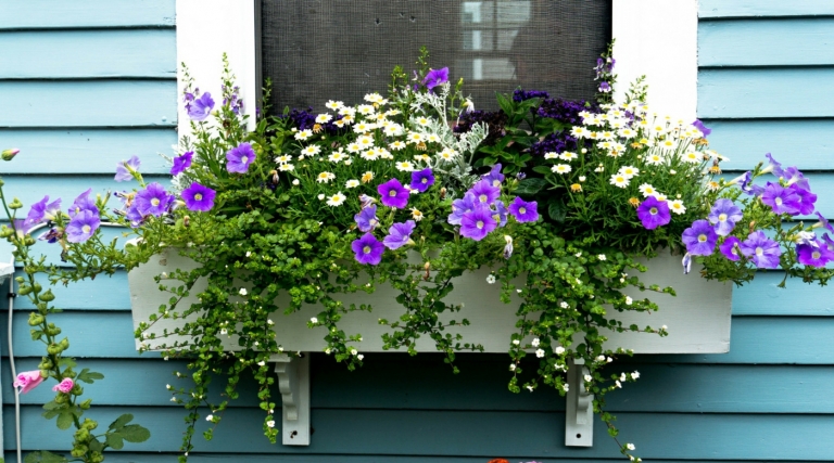 Balkonpflanzen für Bienen - Welche Arten eignen sich & wie kombinieren?