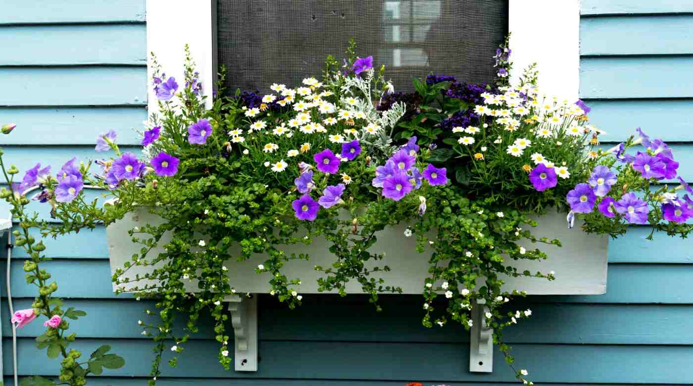 Frequent flanges in flower boxes for the balcony in white, purple and green