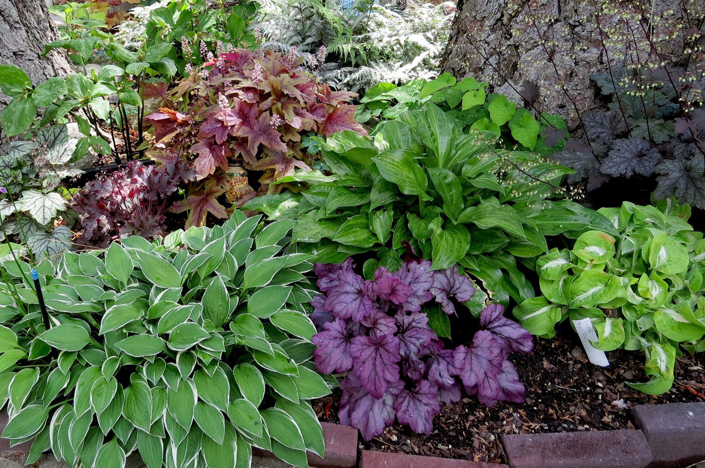 Blattschmuckstauden für den Garten