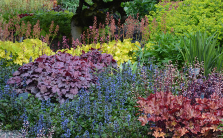 Blattschmuckstauden für den Garten