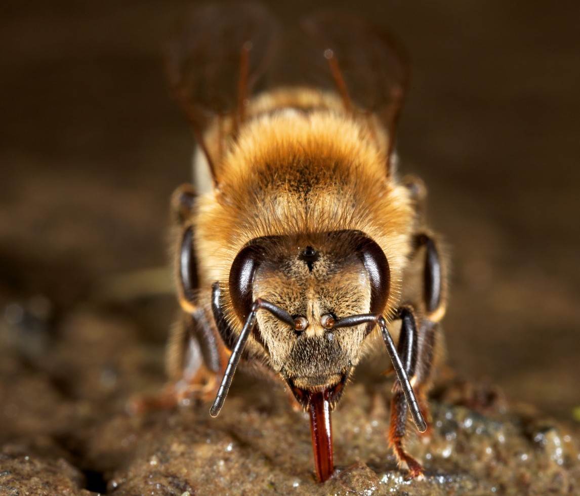 Das Wasser für die Bienen kann mit Salz oder Heilerde angereichert werden
