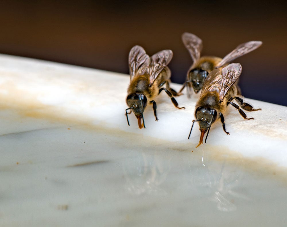 Die Tränke für Bienen soll nicht zu tief sein, damit die Bienen nicht ertrinken