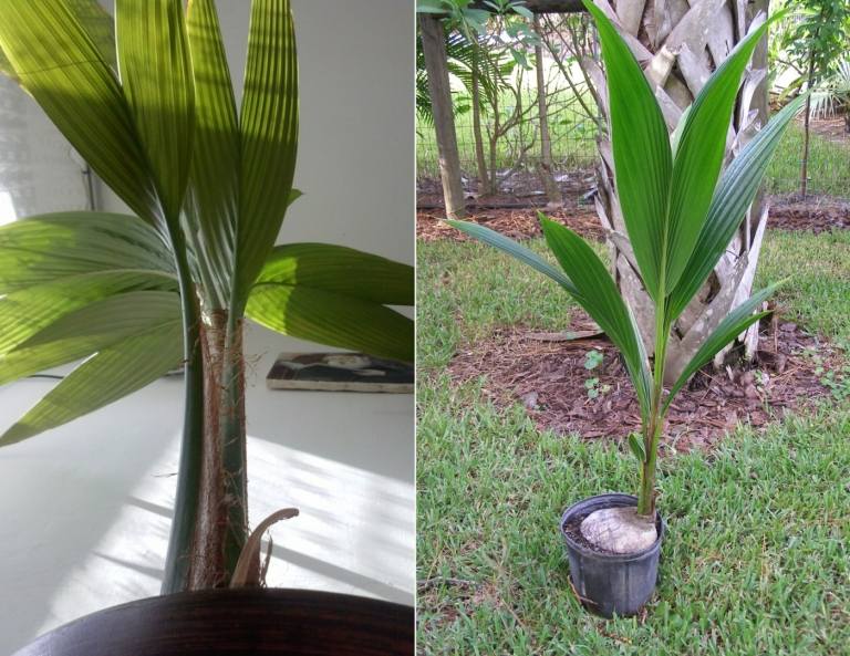 Exotische Zimmerpflanze selber ziehen aus einer Kokosnuss