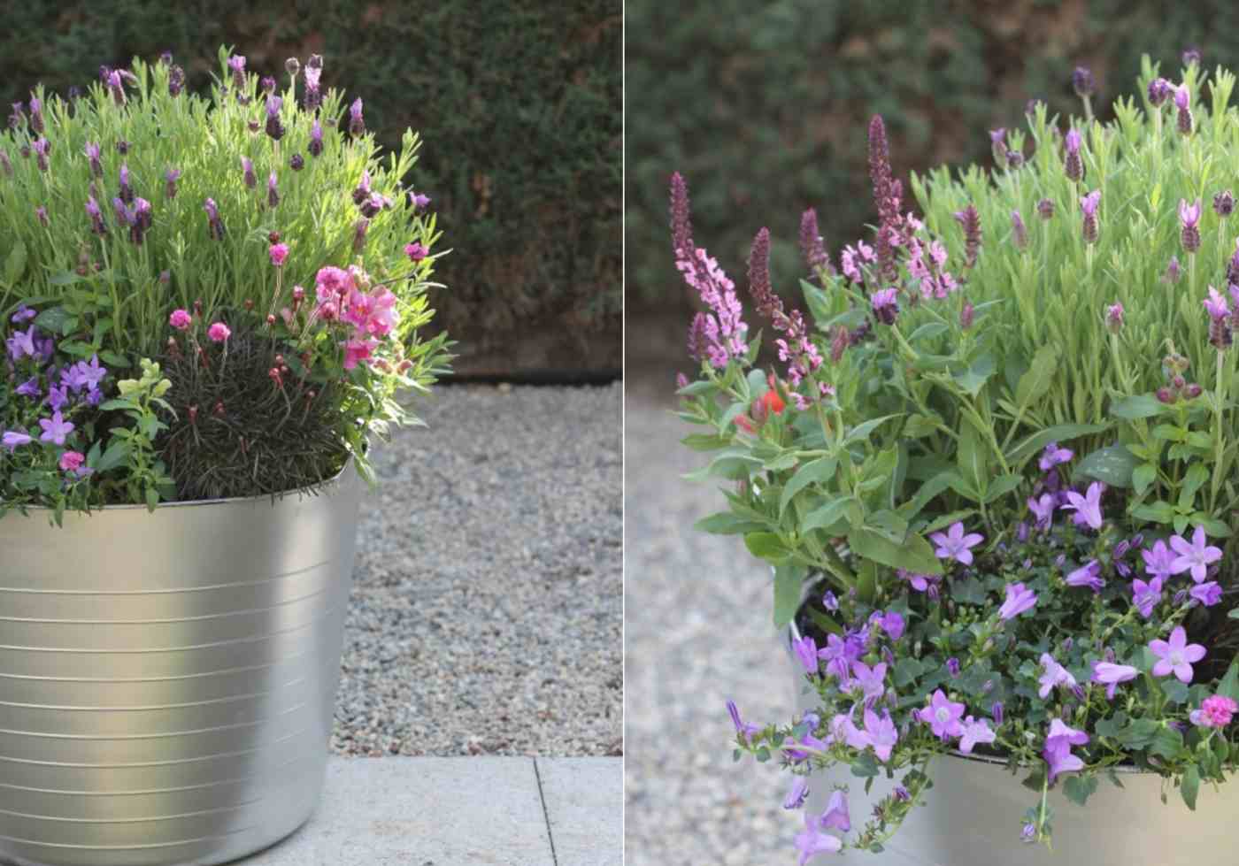 Glockenblume, Salbei, Grasscakes a pink and purple colors in metalem container