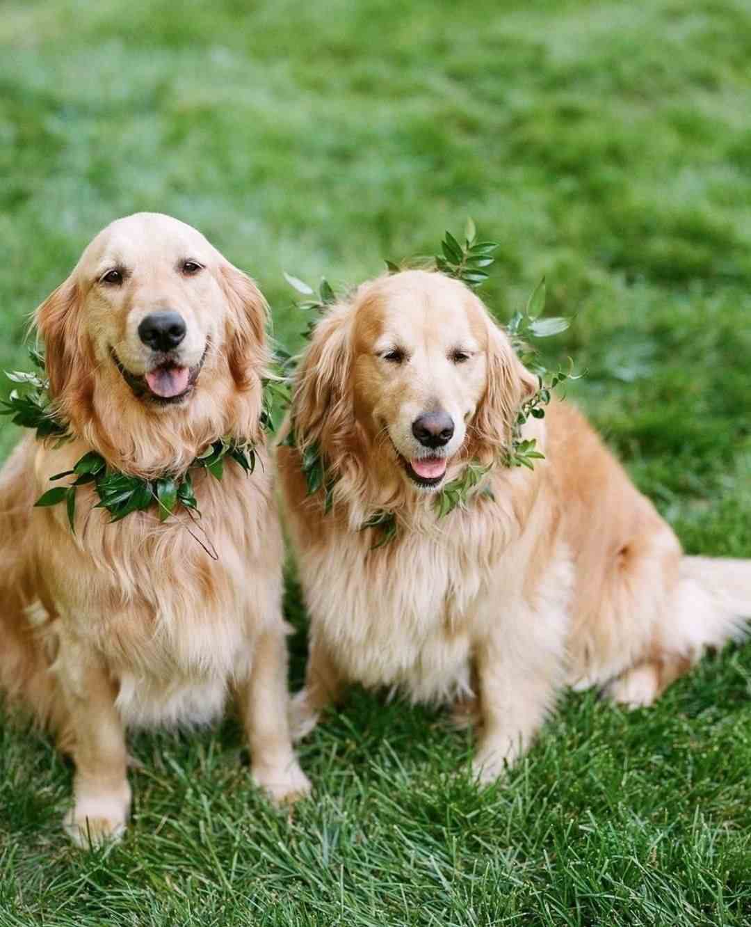 Grüne Hochzeit gestalten Greenery Trend Laub Halskette Hund