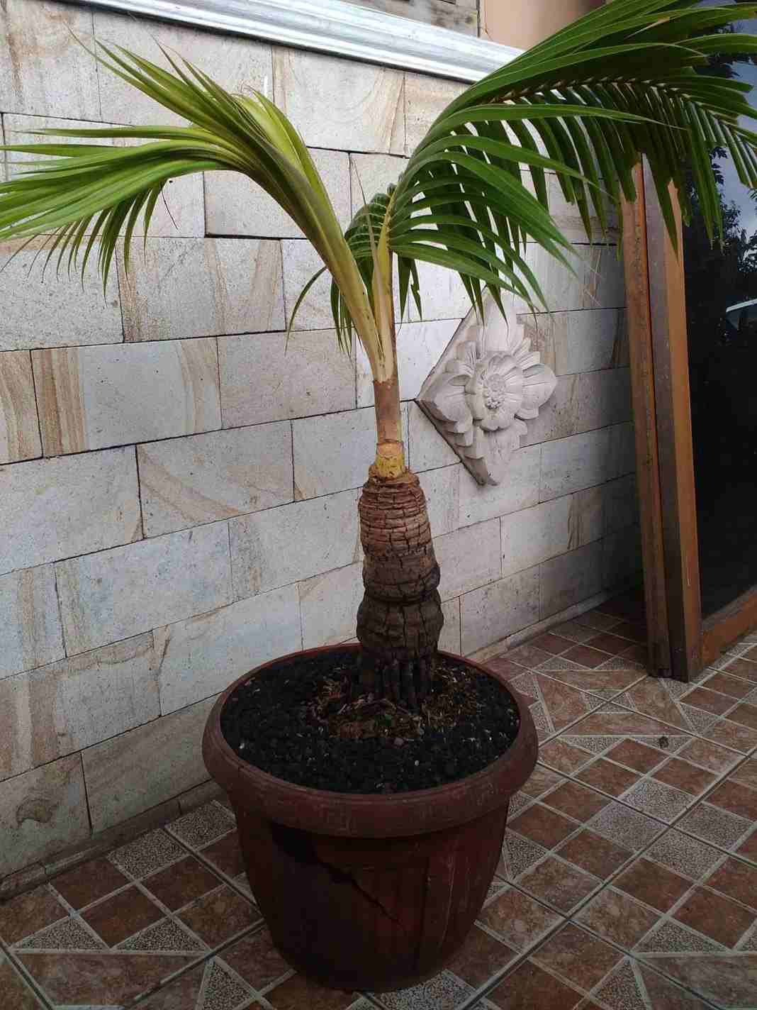 Palm trees create an exotic feel in the home and garden