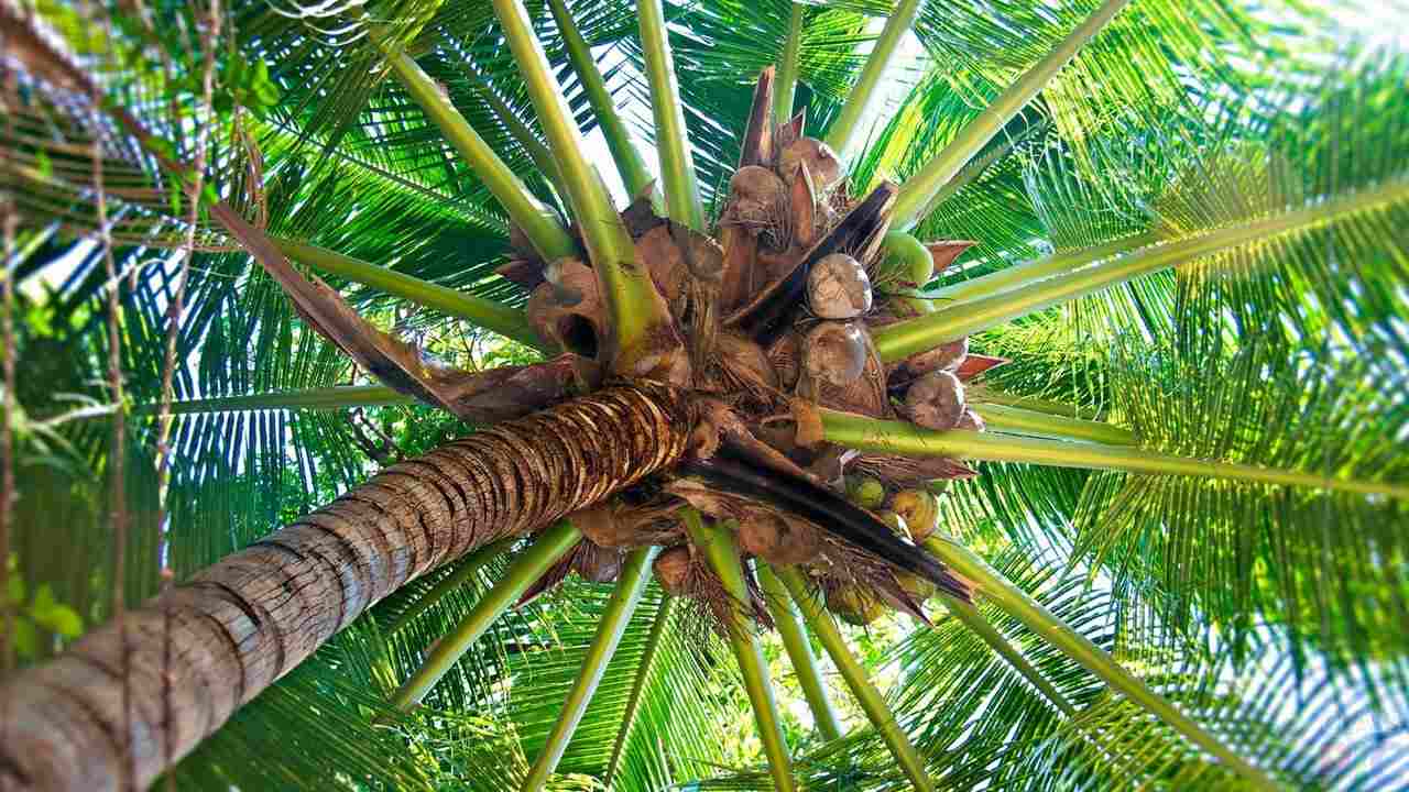 Pflanzenpflege Tipps für die Kokospalme als Zimmerpflanze