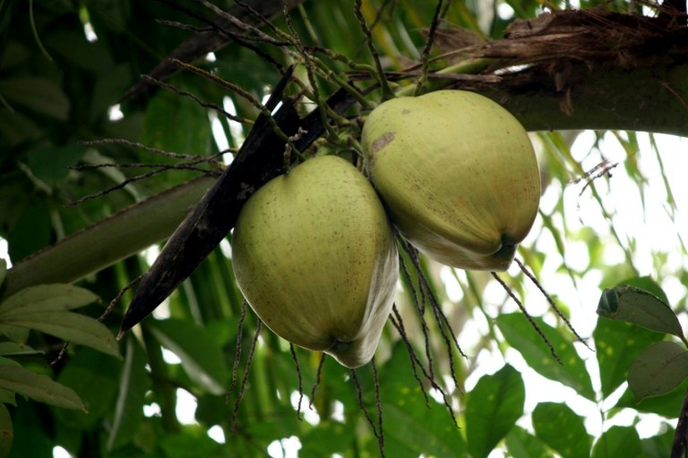 Pflegetipps für Kokospalmen - Tipps zu Standort, Substrat und Bewässerung