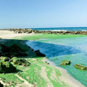 Sehr große Algenvorkommen in der zentralen Ostsee vor den Küsten Dänemarks und Schwedens