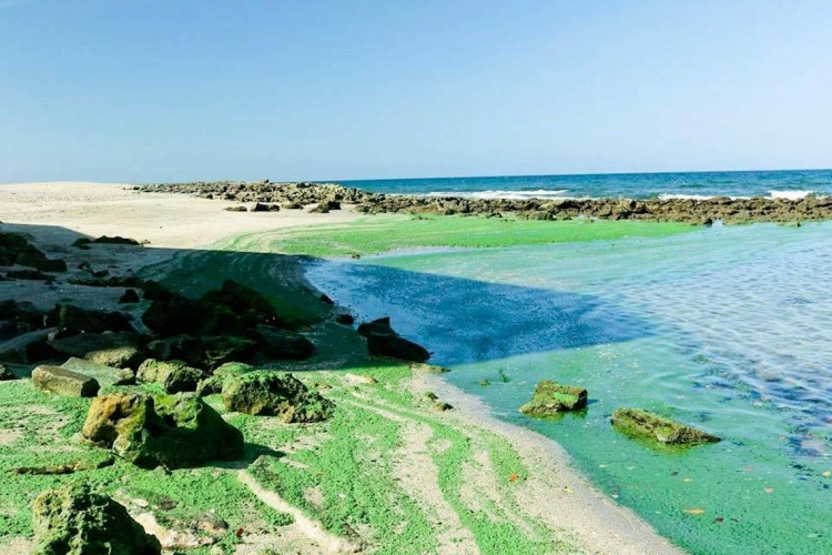 Sehr große Algenvorkommen in der zentralen Ostsee vor den Küsten Dänemarks und Schwedens