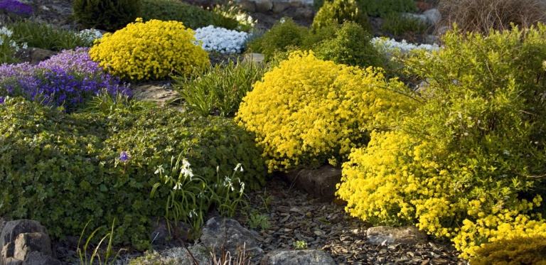 Steingarten Idee mit Bodendeckern und alpinen Pflanzen in Gelb und Lila